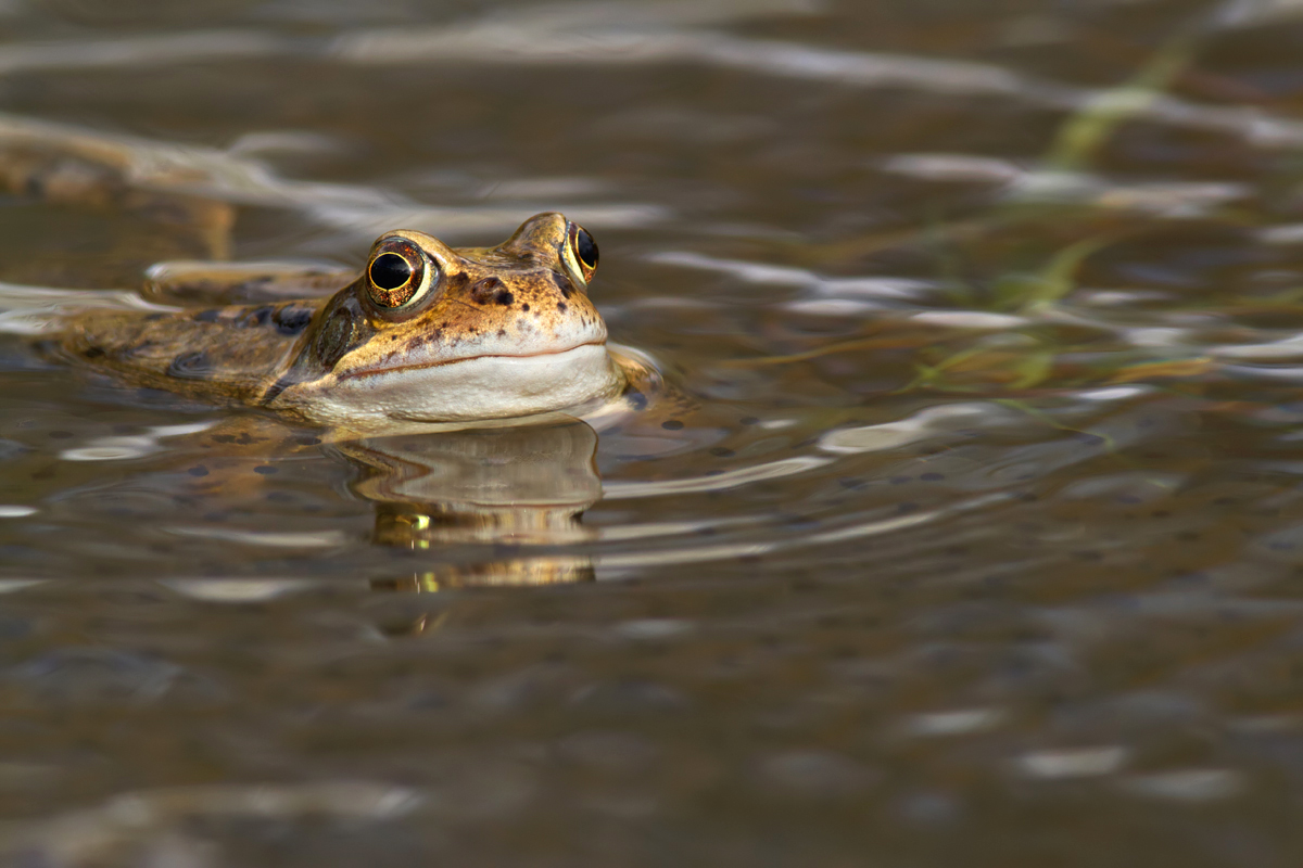 Common Frog 8